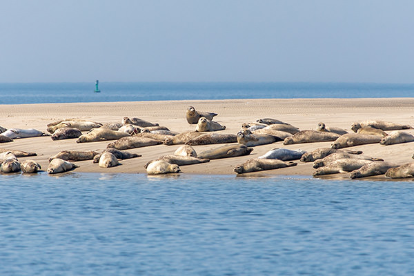 Fahrt zu den Seehundsbänken